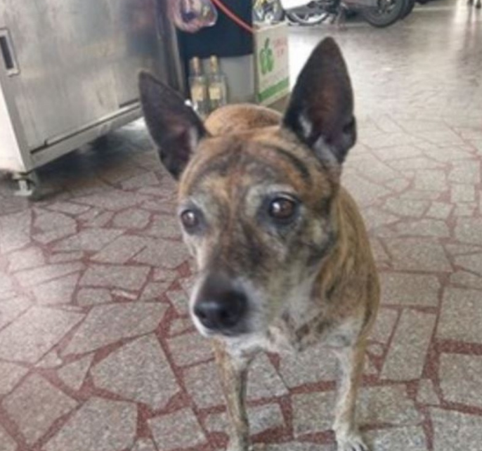 忠犬:虎斑狗狗遭弃4年,每日仍彷徨后巷,盼与前主人相逢
