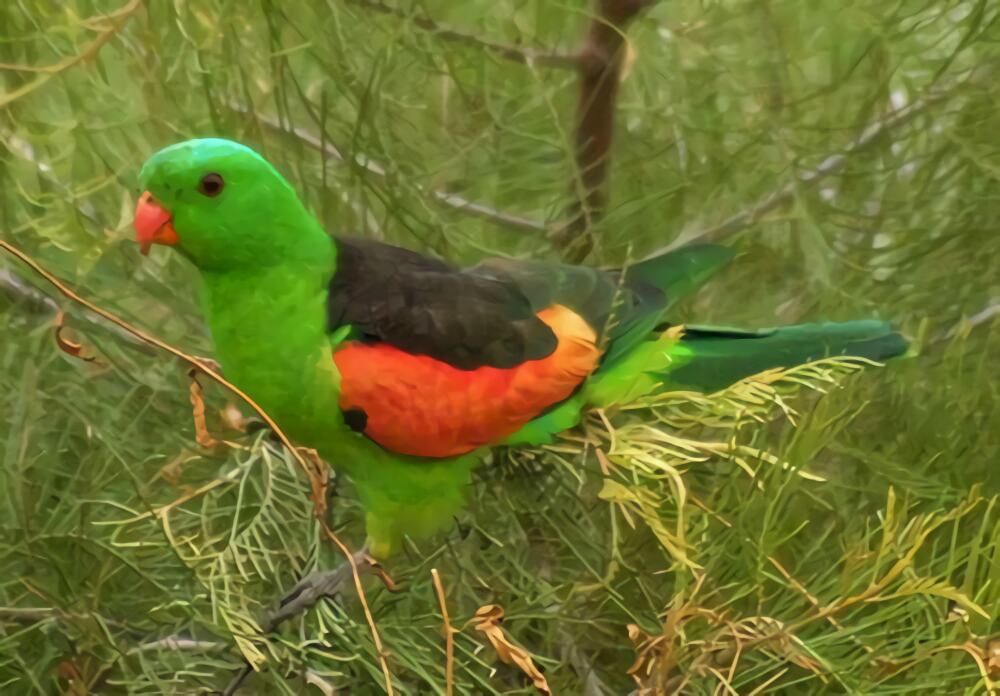 赤褐腹锥尾鹦鹉身份信息