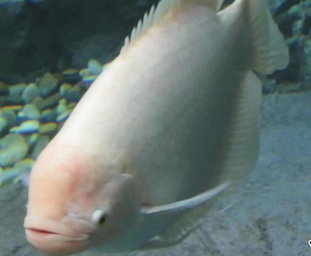 白兔鱼身份信息