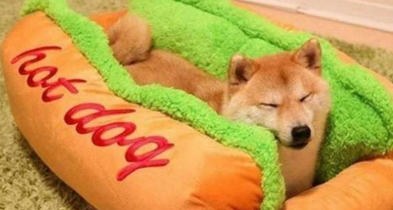朋友上班把空调关了,晚上回来看见柴犬的表情,他懵了