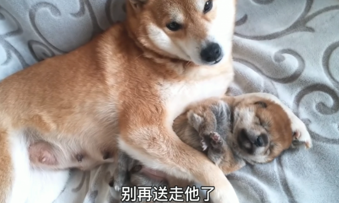 柴犬牢牢地抱着小奶狗,还不许主人去碰,狗:千万别送它走了