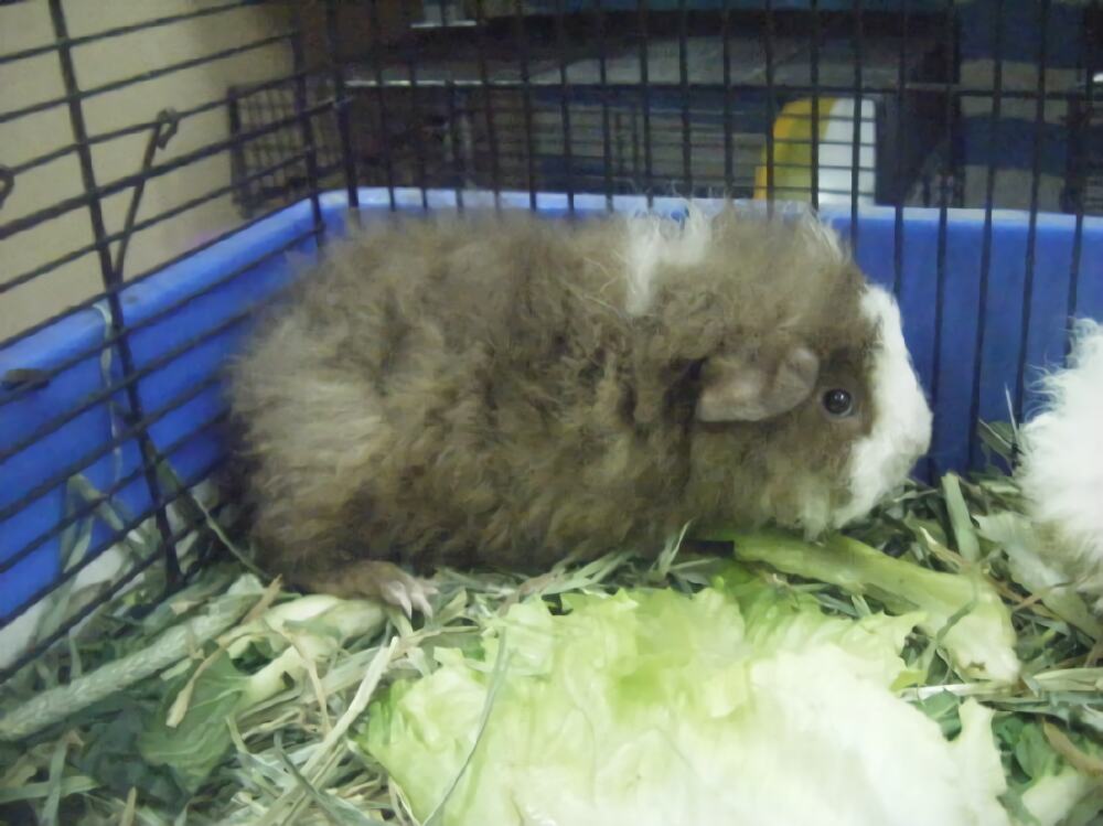 长卷毛天竺鼠身份信息