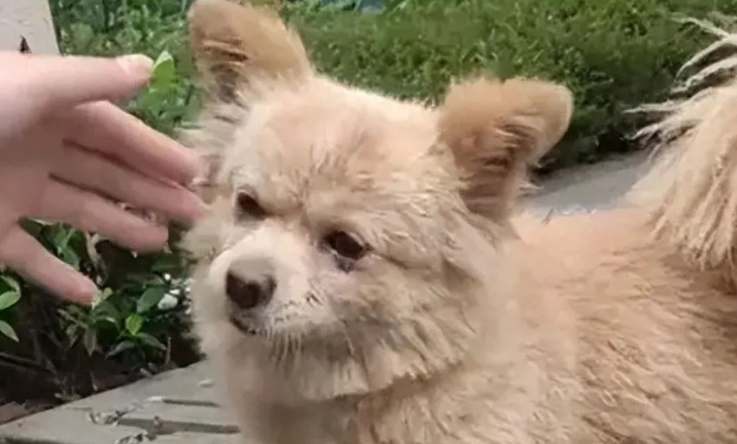 流浪狗撵学生被保安不慎打死！有人痛心发讣告，学校竟停了他的职