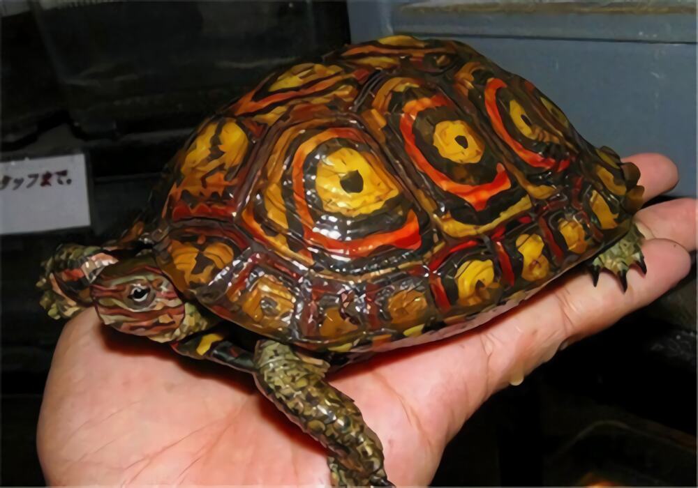 哥斯达黎加木纹龟身份信息