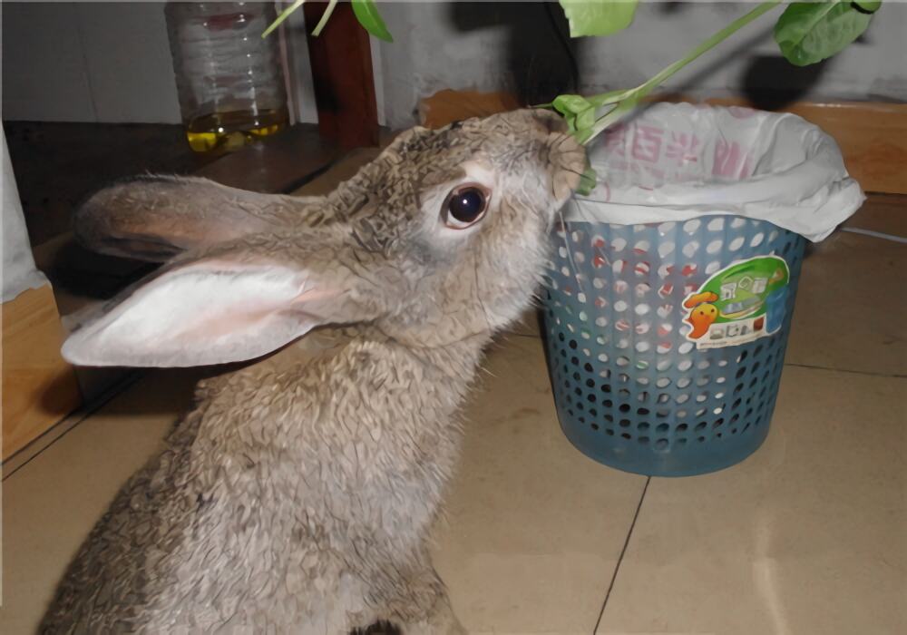 灰栗兔身份信息