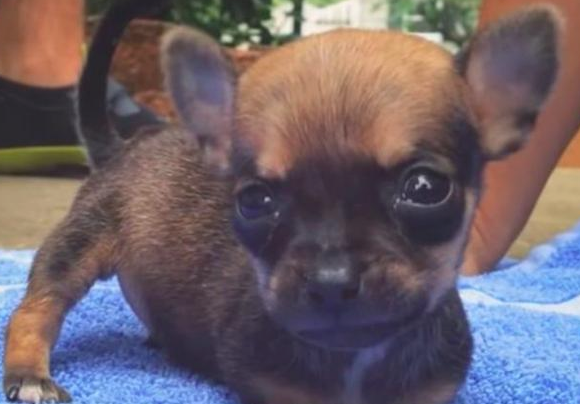 狗狗残疾被丢垃圾箱，女生捡回家了却遭反对，它的行为最后让爸接纳