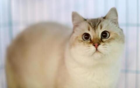 智利登记宠物猫狗近百万只 多市推宠物保护管理措施