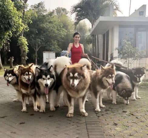女生一人养七只阿拉斯加, 遛狗的画风令人惊讶, 网友: 是个狠人