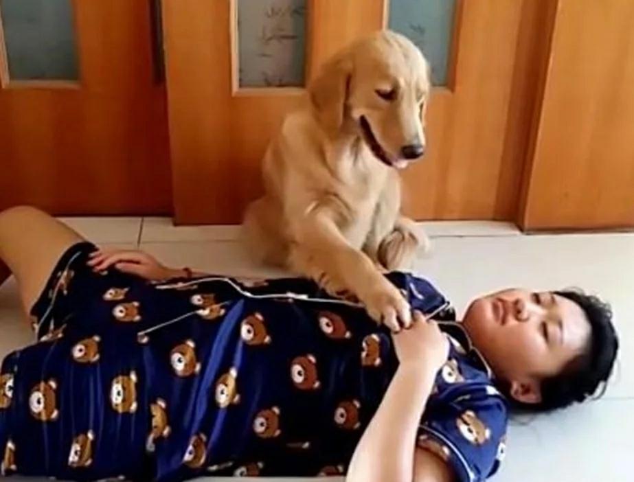 主人测试狗狗,自己装死倒地,狗狗的举动很暖心!
