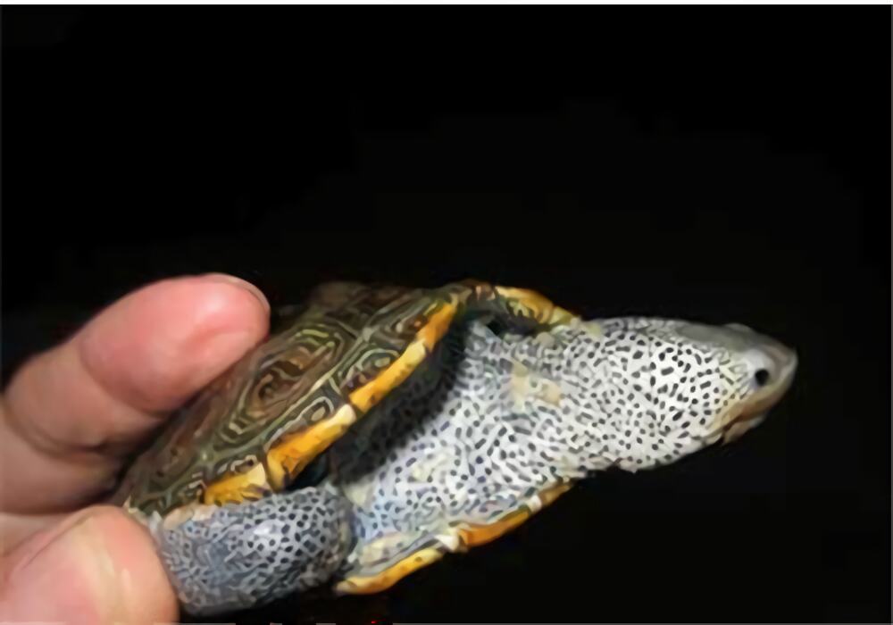 北部钻纹龟身份信息