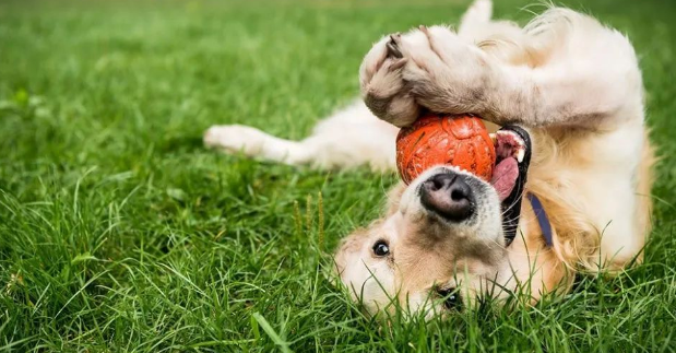 这个追踪4万只狗狗的研究，想让狗和人都活得更长