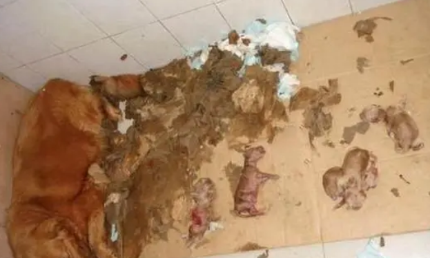 刚出生的小狗被摔死,怀孕媳妇质问为何不卖