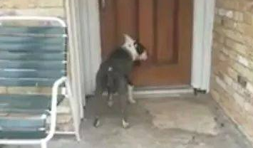 狗狗被弃养抓门狂哭,主人泼水驱赶,看完泪奔……