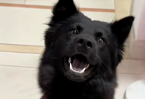 狗狗每到一楼就垂尾炸毛,到底是什么能让“镇宅”的五黑犬都瑟瑟发抖?