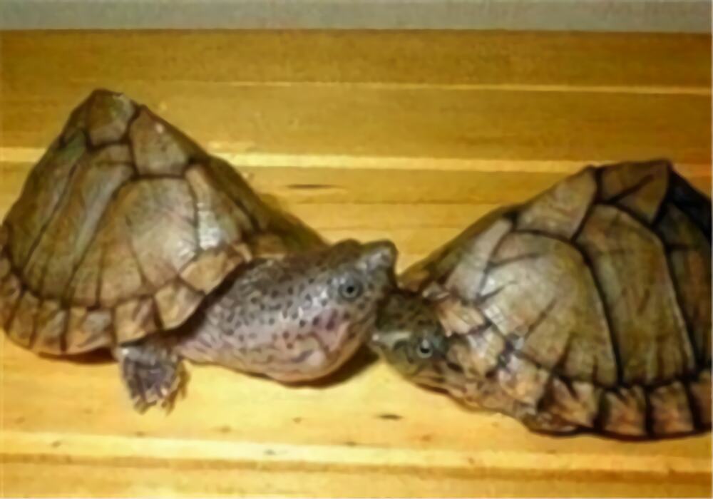 刀背麝香龟身份信息