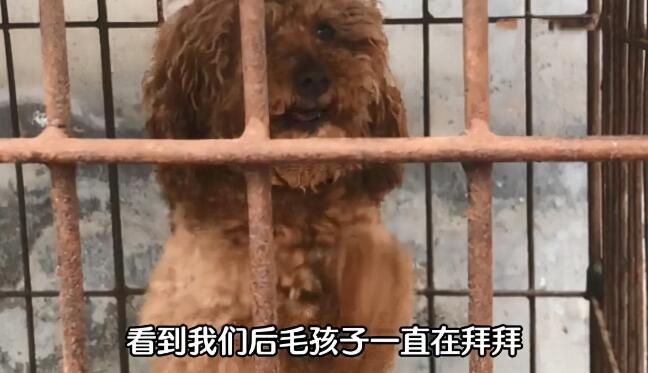 狗肉馆里的一只泰迪，冲着路人不停作揖