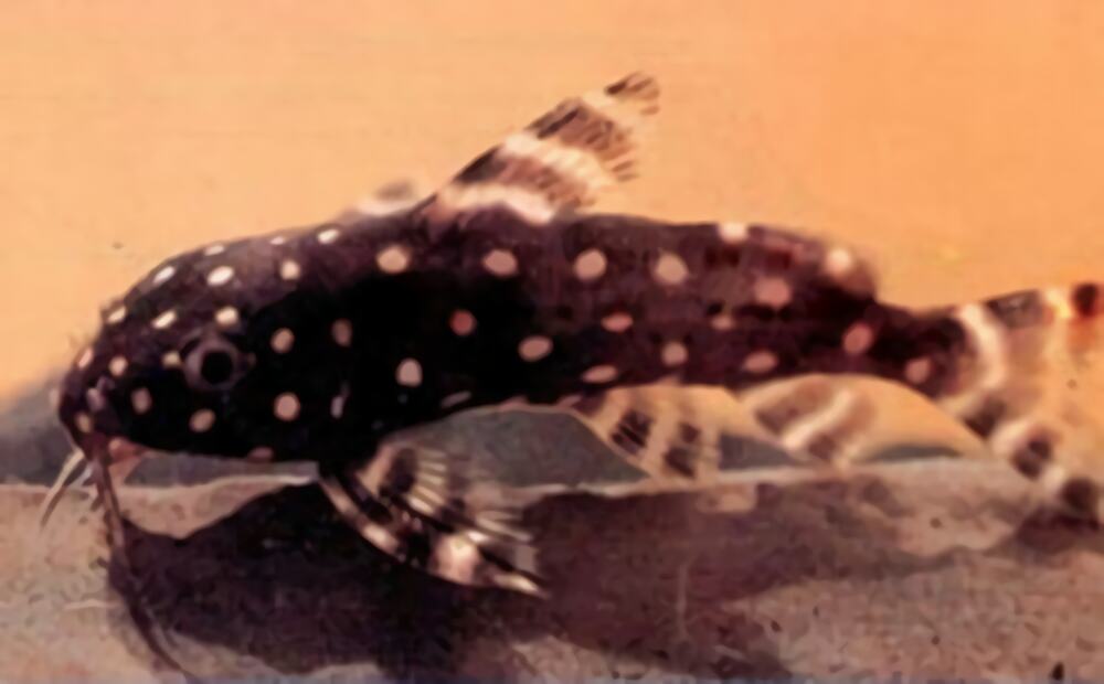 仙女鲶身份信息