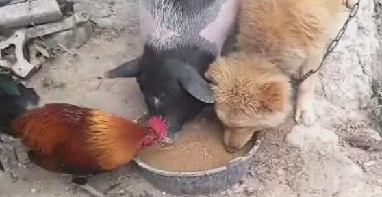狗狗跟猪恩爱了,一起进餐驱逐鸡,见到这一幕令人不淡定从容
