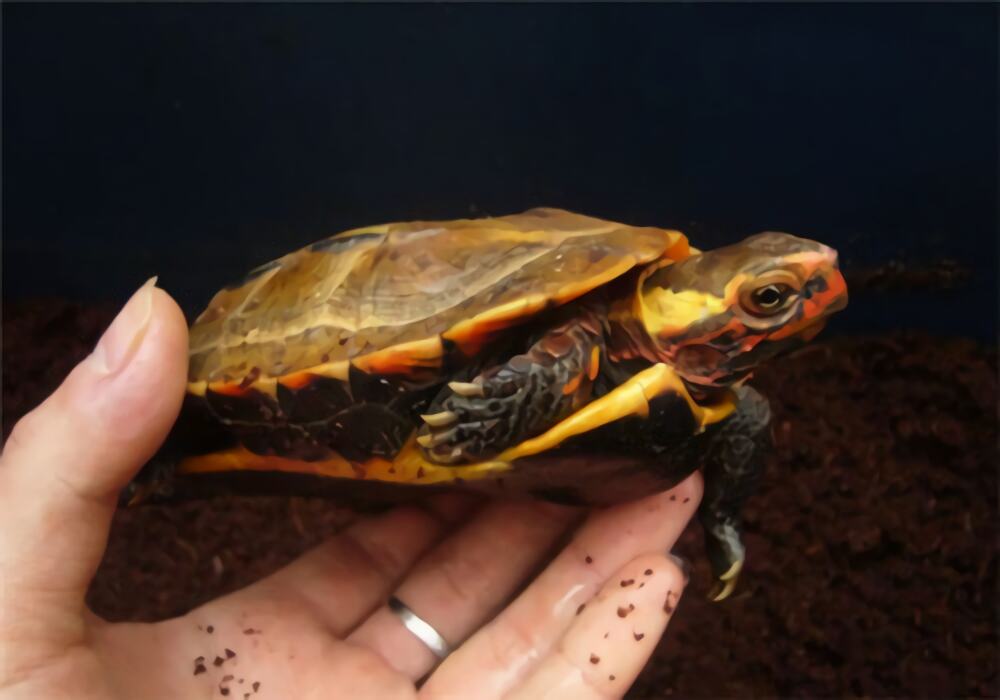 日本地龟身份信息