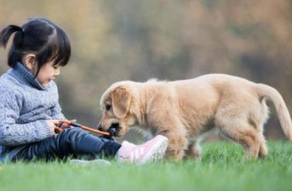 四川一宠物店前雕塑狗遭人打砸，系宠物粪便纸抽，店主：不能理解