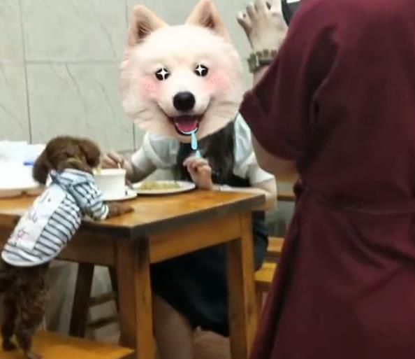 狗狗上桌吃饭,惊呆众人,网友:以后不会去了
