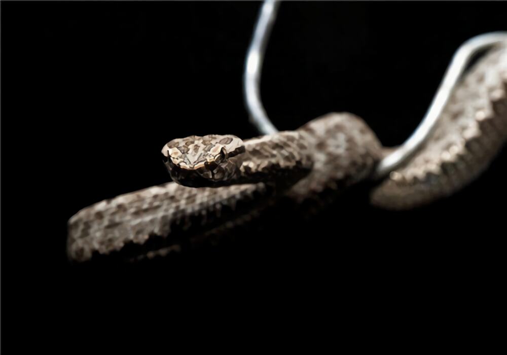 原矛头蝮身份信息