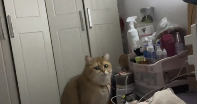 女子在家练弹舌,猫咪一脸担忧又疑惑。猫:治好了也是流口水