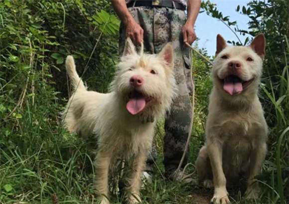 好猎犬何须外国找,在贵州有种“白龙犬”,一条就能干翻一头野猪
