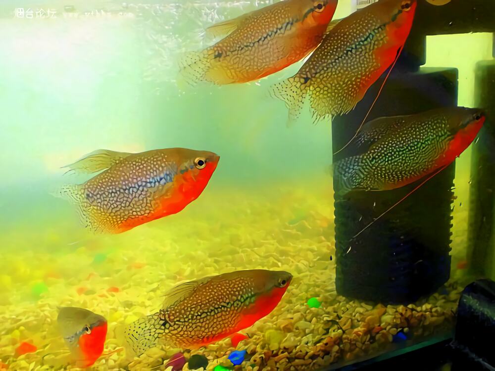 珍珠马甲身份信息