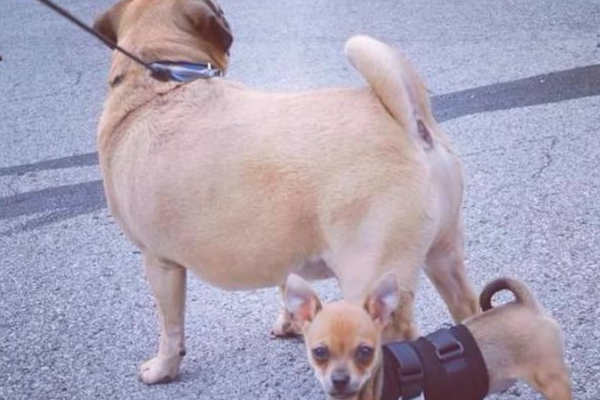 狗狗残疾被丢垃圾箱，女生捡回家了却遭反对，它的行为最后让爸接纳