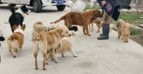 临汾城管抓捕流浪狗后,统一送往了动保基地,值得称赞!
