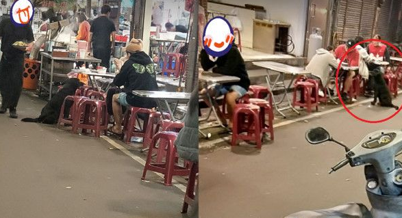 黑狗沿桌讨饭超专业 吃完一轮再重头来过