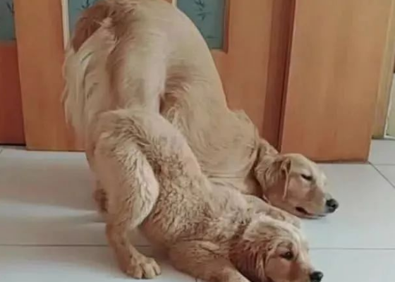 小金毛犯错,狗妈妈让它把屁股撅起来挨打,主人看见笑喷了!