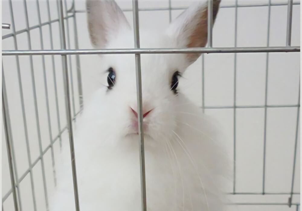 西施兔身份信息