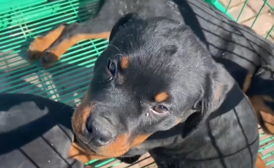 冷门烈性犬罗威纳竟还能卖到1万6？网友：大哥太牛了