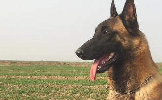 假如还有机会，此生我只想养一只“马犬”