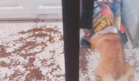 狗狗偷食被揍三耳光，柯基：想喊醒一只吃饱了的狗，不太可能！