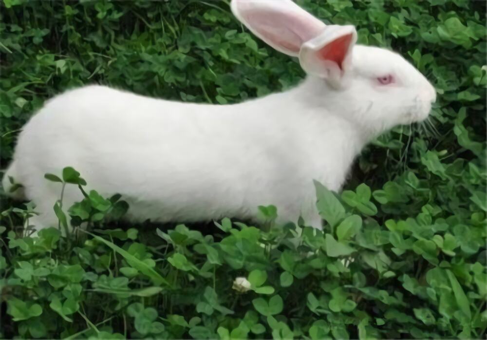 哈白兔身份信息
