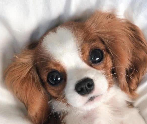 超迷你小猎犬拥有水汪汪大眼逆龄童颜让网友全融化