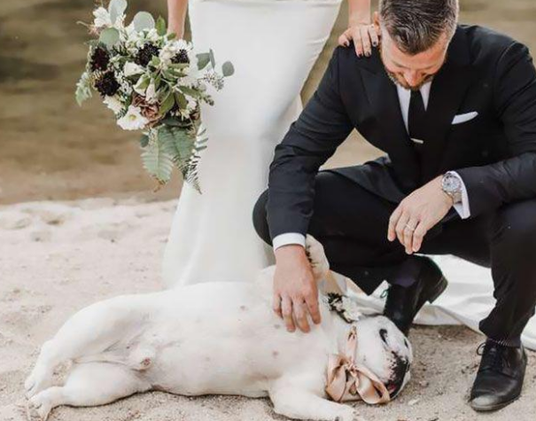 主人带爱犬见证婚礼,可这只“愚蠢的”狗狗
