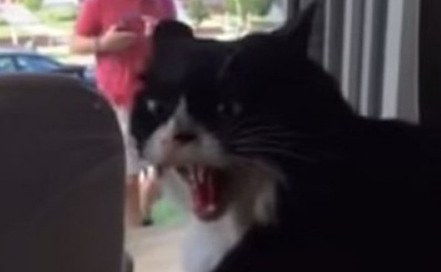 宠物猫对新狗狗非常不满 气得龇牙咧嘴