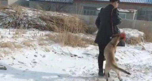 主人假装昏倒在雪天,边上马犬狗狗急死了了赶快找过路人帮助,超打动