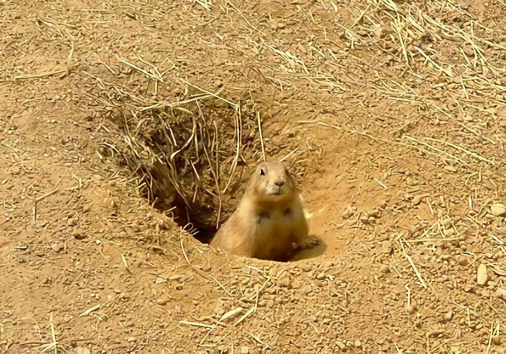 土拔鼠身份信息