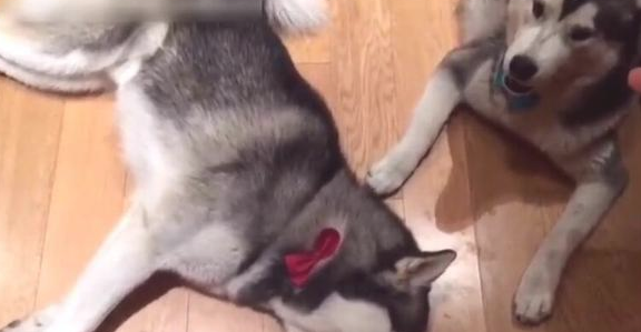 主人让小狗装死，但那小子就是说不愿倒下，下一幕令女主角笑翻！