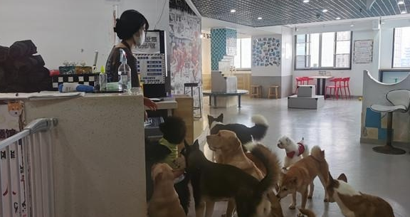 一猫咖半月无人管引网友热议,南京的猫咖狗咖还好吗?
