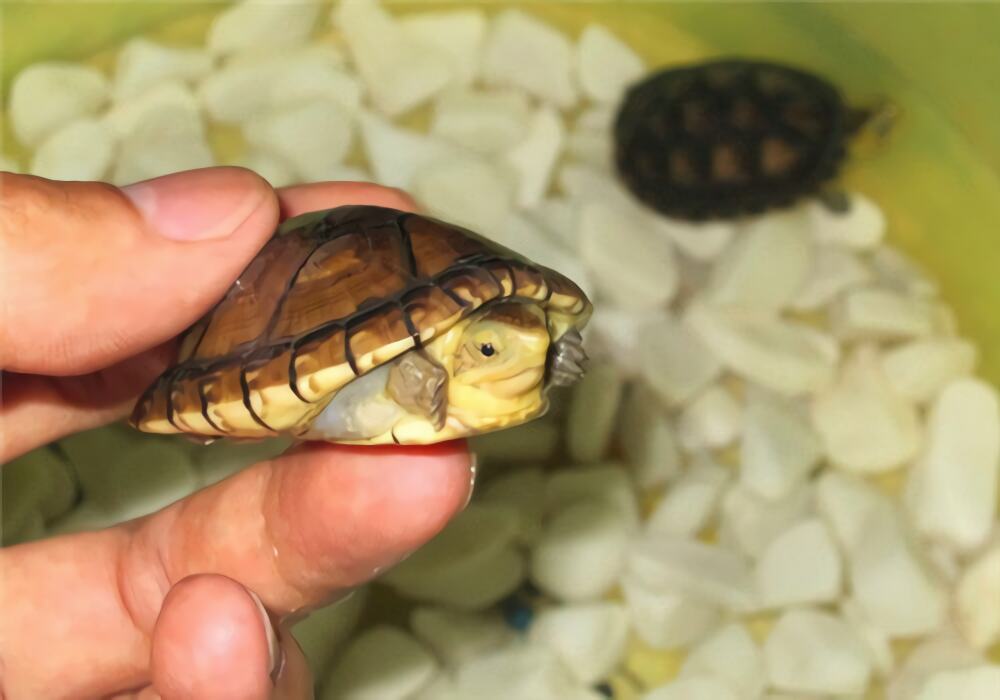 阿拉莫泥龟身份信息