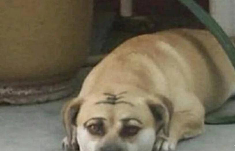 主人闲得无聊给狗狗化妆,还在它头上写了个字,狗狗的表情瞬间亮