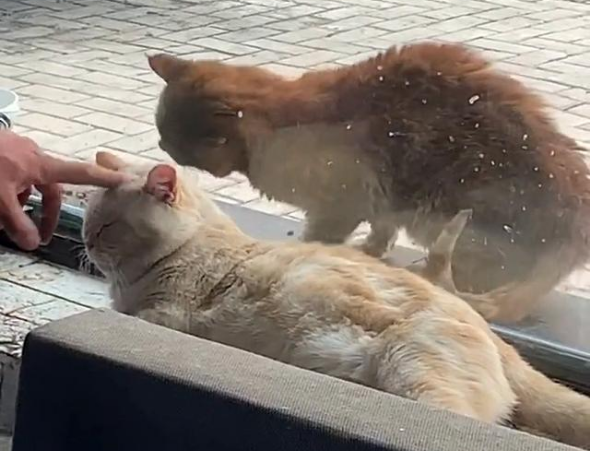 偷吃狗粮的流浪猫,卑微的眼神看着心疼,被救后连吃饭都小心翼翼