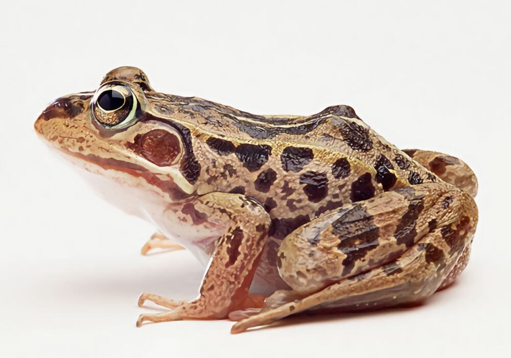 猪鸣蛙身份信息