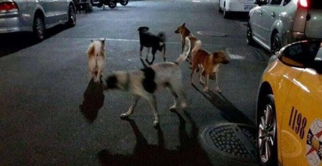 北市连见狗咬猫 惊爆大群猎犬